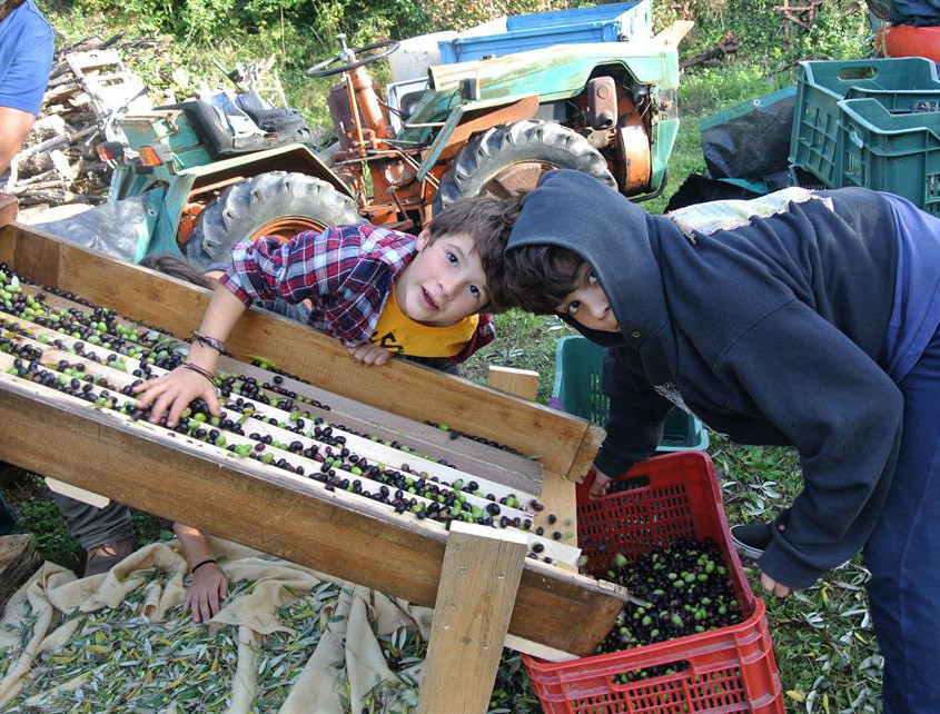 raccolta delle olive all' agricamping Ixtlan